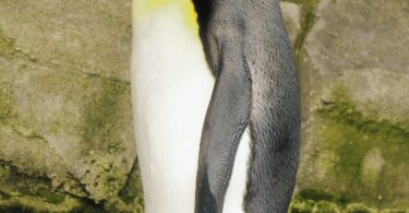 penguin