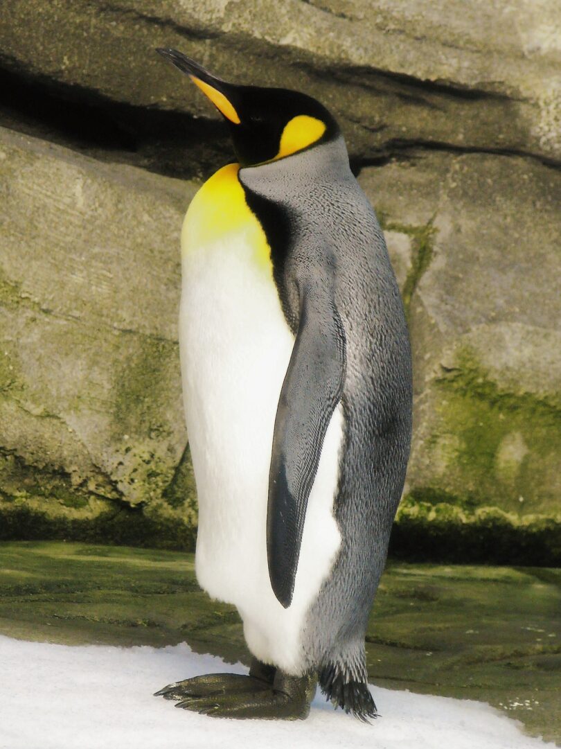 penguin